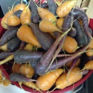 Patience Needed When Growing Carrots Image